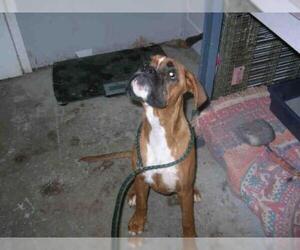 Boxer Dogs for adoption in Fort Walton Beach, FL, USA