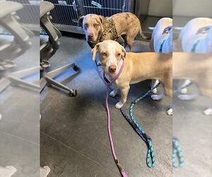 Catahoula Leopard Dog-Unknown Mix Dogs for adoption in Santa Cruz, CA, USA