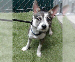 Chihuahua-Unknown Mix Dogs for adoption in Downey, CA, USA