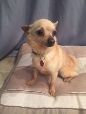 Chihuahua Dogs for adoption in West Hollywood, CA, USA