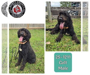 Bernedoodle Dogs for adoption in Georgetown, KY, USA