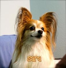 Papillon Dogs for adoption in Hot Springs Village, AR, USA