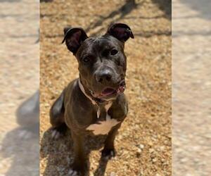 Presa Canario-Unknown Mix Dogs for adoption in Forestville, MD, USA