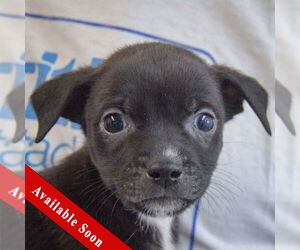 Medium Photo #5 Chiweenie Puppy For Sale in Huntley, IL, USA