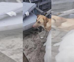 Labrador Retriever-Unknown Mix Dogs for adoption in San Antonio, TX, USA