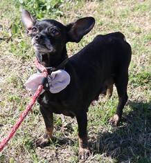 Medium Photo #1 Chiweenie Puppy For Sale in Lytle, TX, USA