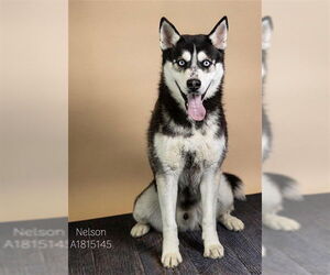 Siberian Husky Dogs for adoption in Riverside, CA, USA