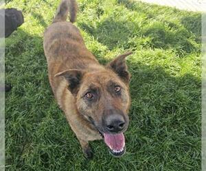 German Shepherd Dog Dogs for adoption in Bakersfield, CA, USA