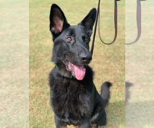 German Shepherd Dog Dogs for adoption in Mooresville, NC, USA