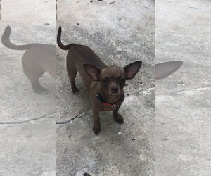 Chiweenie Dogs for adoption in Bandera, TX, USA