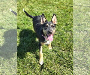 Mutt Dogs for adoption in New London, WI, USA