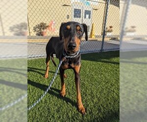 Doberman Pinscher Dogs for adoption in Downey, CA, USA