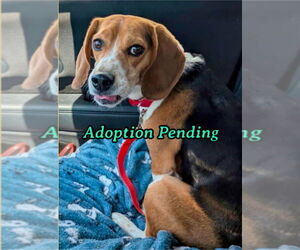 Beagle Dogs for adoption in Dunnellon, FL, USA