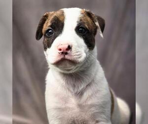 Medium Photo #7 Boxer-Unknown Mix Puppy For Sale in San Diego, CA, USA