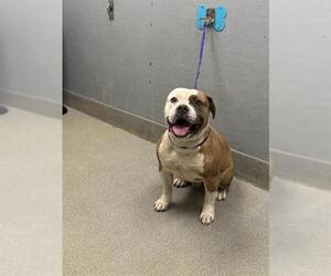 Bulldog-Unknown Mix Dogs for adoption in Las Vegas, NV, USA