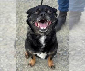 Chug Dogs for adoption in Woodland, CA, USA