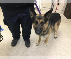 German Shepherd Dog Dogs for adoption in Riverside, CA, USA