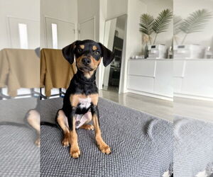 Miniature Pinscher-Spaniel Mix Dogs for adoption in Dana Point, CA, USA