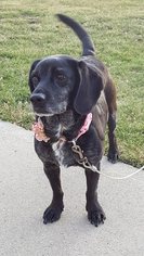 Puggle Dogs for adoption in Fort Wayne, IN, USA