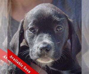 Sheprador Dogs for adoption in Huntley, IL, USA