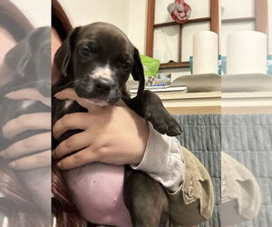 Golden Retriever-Unknown Mix Dogs for adoption in Wenonah, NJ, USA