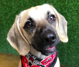 Medium Photo #1 Beagle-Unknown Mix Puppy For Sale in San Ramon, CA, USA