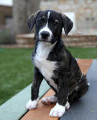 Chesador Dogs for adoption in Dallas, TX, USA