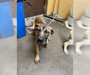 Mutt Dogs for adoption in Stockton, CA, USA