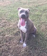 American Staffordshire Terrier Dogs for adoption in Ponca City, OK, USA