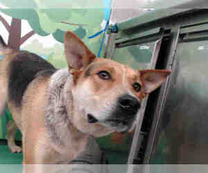 Mutt Dogs for adoption in Waco, TX, USA