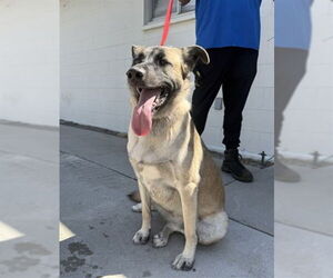 German Shepherd Dog Dogs for adoption in San Bernardino, CA, USA