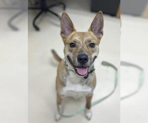 American Pit Bull Terrier-Huskies Mix Dogs for adoption in Center Township, PA, USA