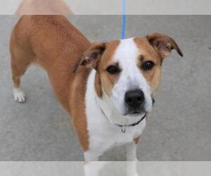 English Foxhound-Unknown Mix Dogs for adoption in Olathe, KS, USA