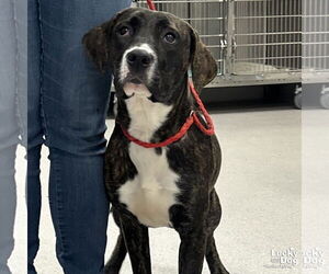 Plott Hound-Unknown Mix Dogs for adoption in Washington, DC, USA