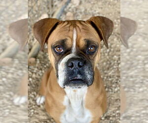 Boxer Dogs for adoption in Austin, TX, USA