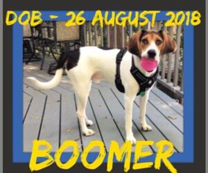 English Foxhound Dogs for adoption in Sebec, ME, USA