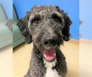 Aussiedoodle Dogs for adoption in Palmer, AK, USA