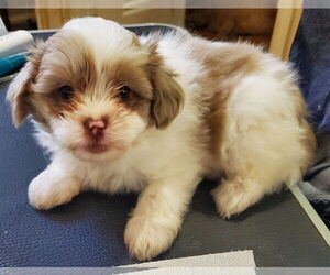 Pom-A-Poo Dogs for adoption in Pacolet, SC, USA