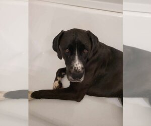 Boxer-Great Dane Mix Dogs for adoption in Bullard, TX, USA