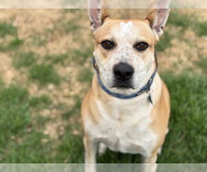 Australian Cattle Dog-German Shepherd Dog Mix Dogs for adoption in Tulsa, OK, USA