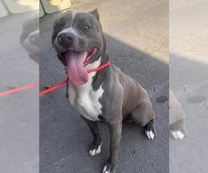 American Pit Bull Terrier Dogs for adoption in Camarillo, CA, USA
