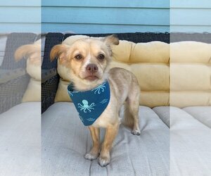 Chiranian Dogs for adoption in San Diego , CA, USA