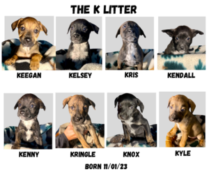 Mountain Cur Dogs for adoption in GILBERTS, IL, USA