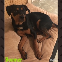 Rottweiler Dogs for adoption in Genoa City, WI, USA