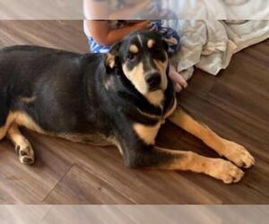 Shepradors Dogs for adoption in Battle Ground, WA, USA