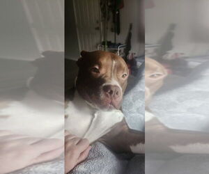 Mutt Dogs for adoption in Evansville, IN, USA