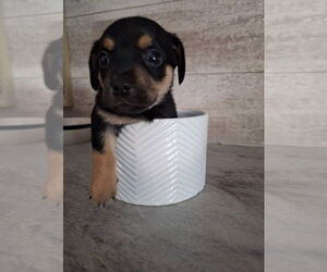 Chihuahua-Unknown Mix Dogs for adoption in Evansville, IN, USA