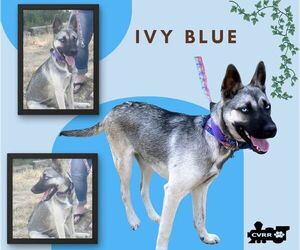 Mutt Dogs for adoption in Lindsay, CA, USA