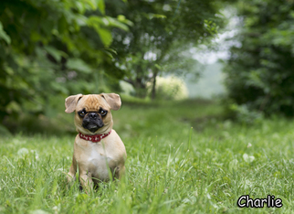 Pug Dogs for adoption in Shamokin, PA, USA