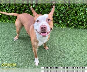 American Staffordshire Terrier Dogs for adoption in West Palm Beach, FL, USA
